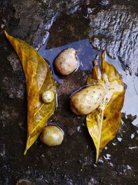 High angle view of leaf in water