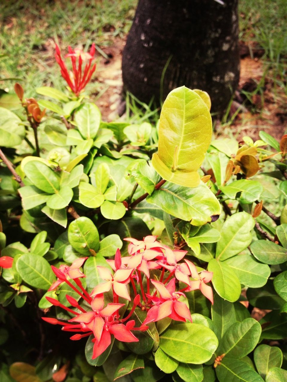 flower, leaf, growth, plant, nature, beauty in nature, green color, petal, freshness, fragility, focus on foreground, park - man made space, high angle view, close-up, day, outdoors, pink color, blooming, flower head, field