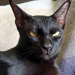 Close-up portrait of black cat