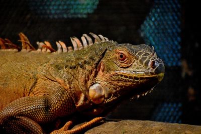 Close-up of lizard