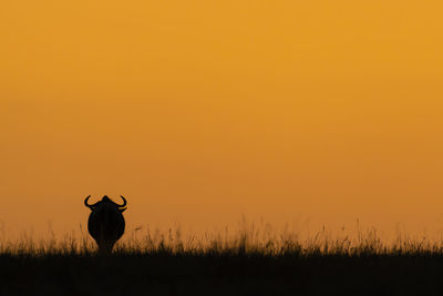 Blue wildebeest