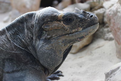 Close-up of lizard