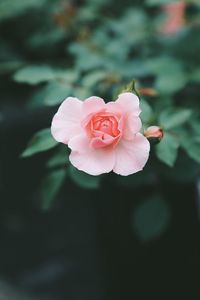 Close-up of pink rose