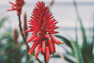 Close-up of red flower against blurred background