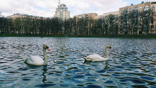 View of birds in water