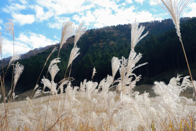 Plants growing on land against sky