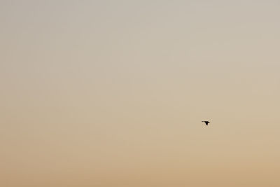 Low angle view of bird flying in sky