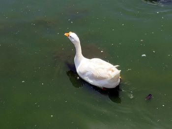 High angle view of duck swimming on lake