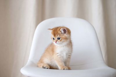 Kitten sitting, little cat, cute animal, fluffy pet, wool, look down