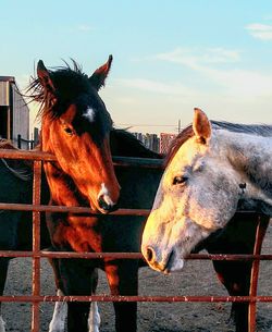 Close-up of horse in stable