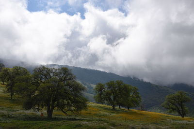 Trees on landscape against sky