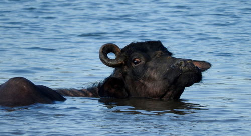 Portrait of water buffalo in water