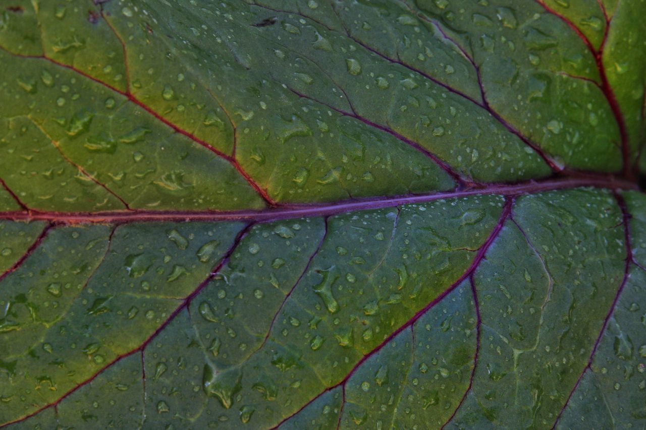 leaf, green color, nature, no people, growth, outdoors, full frame, beauty in nature, backgrounds, water, close-up, day