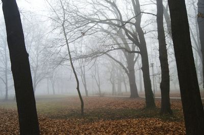 Bare trees in forest during winter