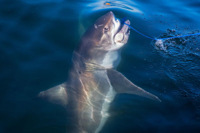 Swimming in sea