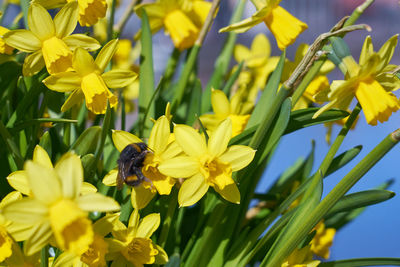 Bee pollinating on yellow flower