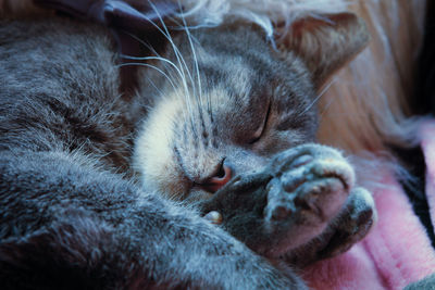 Close-up of cat sleeping