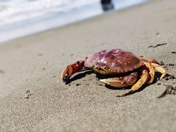 Close-up of crab on sand