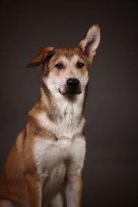 Close-up portrait of a dog over black background
