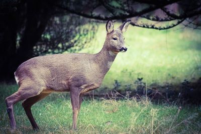 Side view of deer on field in forest