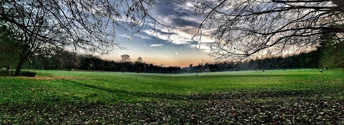 Trees on field against sky at sunset