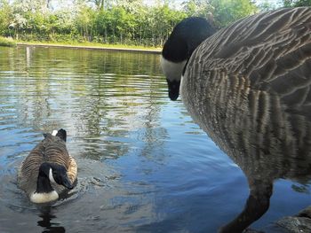 Duck swimming in a lake