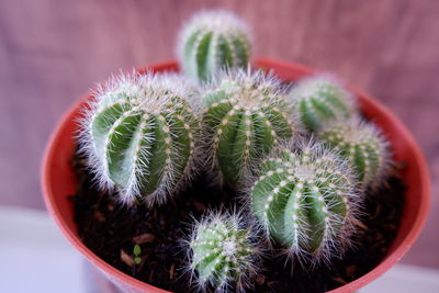 High angle view of succulent plant in pot