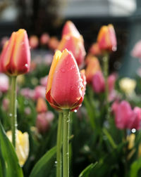 Close-up of pink tulip