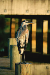 Close-up of bird perching on wood