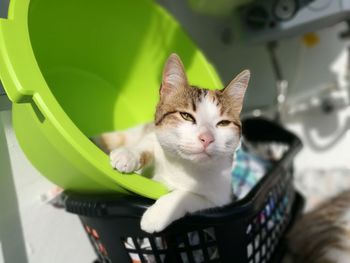 Close-up of cat sitting in plastic container