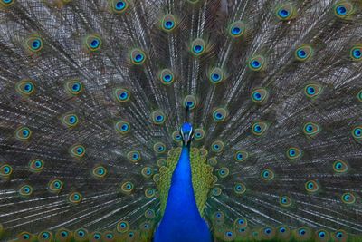 Close-up of peacock feathers