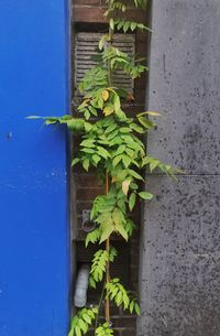 Close-up of plant growing on wall