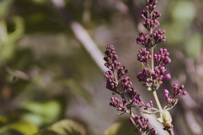 Close-up of pink flowering plant