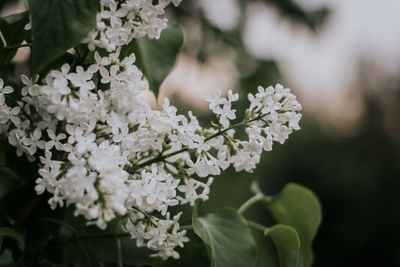 Close-up of white flowering plant