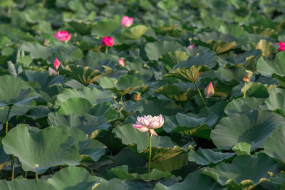 Close-up of pink lotus water lily