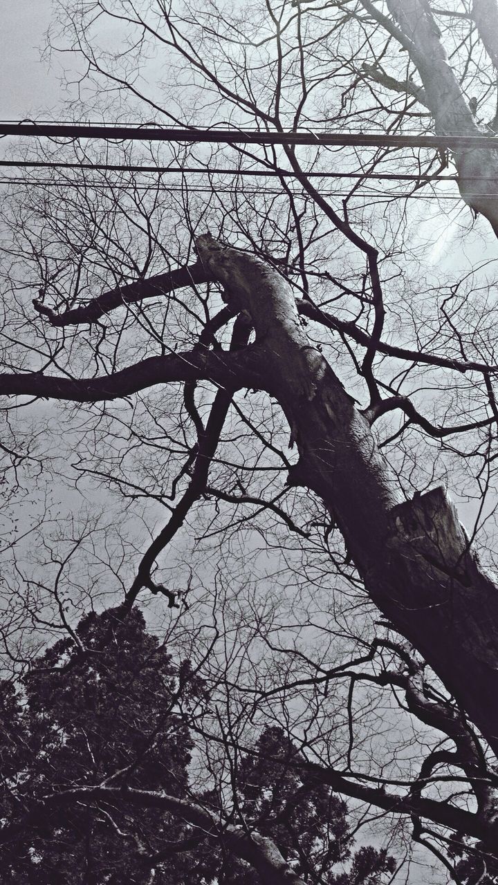 bare tree, branch, tree, low angle view, nature, sky, tranquility, tree trunk, silhouette, beauty in nature, outdoors, scenics, no people, clear sky, day, tranquil scene, dusk, built structure, growth, building exterior