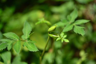 Close-up of plant