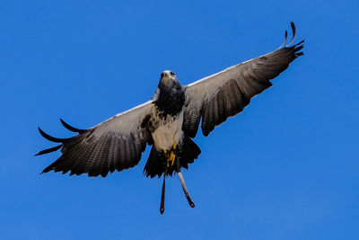 Low angle view of bird against clear blue sky