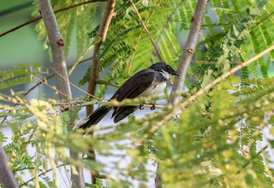 Bird perching on a tree