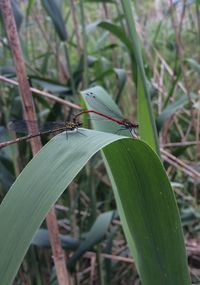 Close-up of insect on leaf