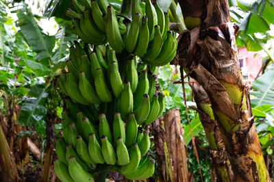 banana