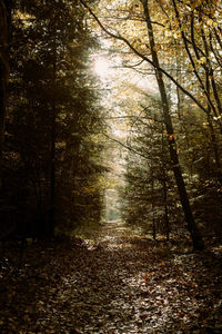 Sunlight streaming through trees in forest during autumn