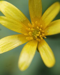 Macro shot of yellow flower