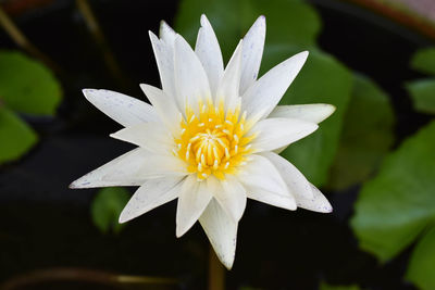 Close-up of white flower