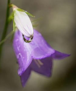 Close-up of purple crocus blooming outdoors