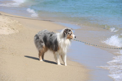 Portrait of australian shepherd dog standing on sand by the sea