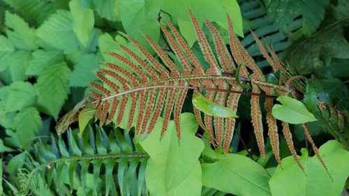 Close-up of leaves