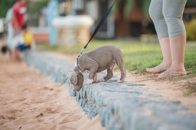 Low section of person with dog on footpath