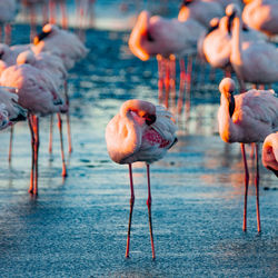 Flamingo in a lake