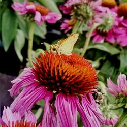 Close-up of butterfly on pink flower